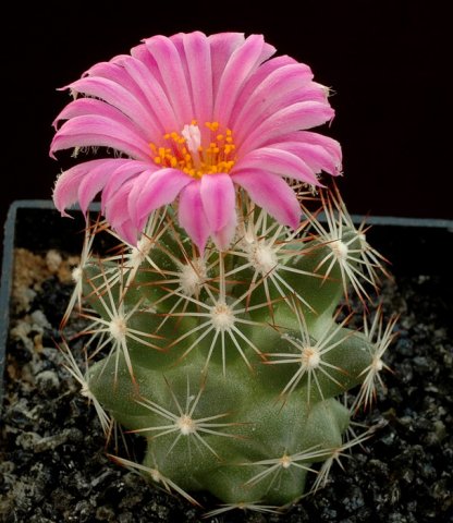 Escobaria_hesteri_2